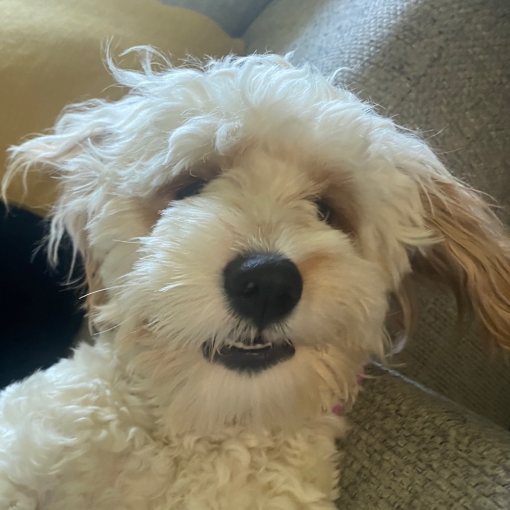 Meet your Posher, Ava